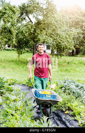 Farmer pushing wheelbarrow dans ferme bio Banque D'Images