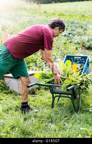 Placer l'agriculteur assortiment de récolte en brouette Banque D'Images