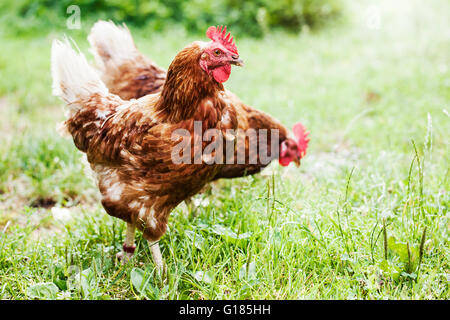 Coquelets dans ferme bio Banque D'Images