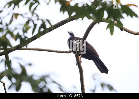 Trinidad Piping Guan (Pipile pipile) Banque D'Images