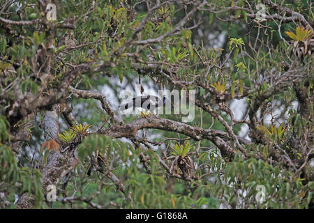 Trinidad Piping Guan (Pipile pipile) Banque D'Images