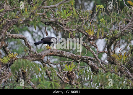 Trinidad Piping Guan (Pipile pipile) Banque D'Images