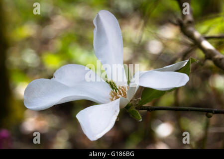 Fleur blanche de la petite compacte, floraison du printemps, l'arbre Magnolia x loebneri 'Merrill' Banque D'Images