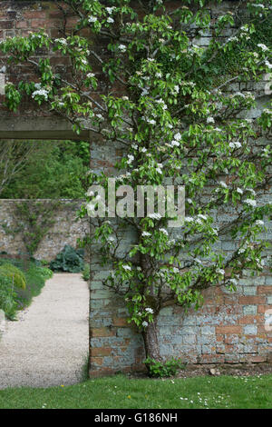 Arbre fruitier formé ventilateur foisonnent dans Rousham House jardin clos. Oxfordshire, Angleterre Banque D'Images