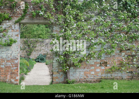 Arbre fruitier formé ventilateur foisonnent dans Rousham House jardin clos. Oxfordshire, Angleterre Banque D'Images