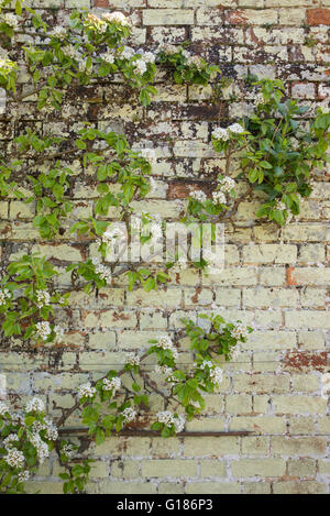 Arbre fruitier formé ventilateur foisonnent dans Rousham House jardin clos. Oxfordshire, Angleterre Banque D'Images