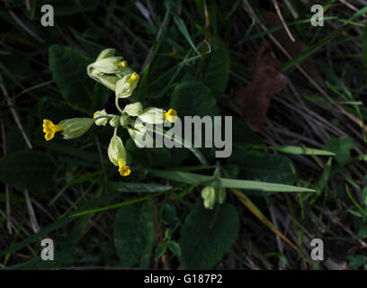 Primula veris (floraison) cowslips au début de mai dans l'Est de l'Angleterre Banque D'Images