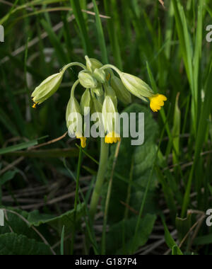 Primula veris (floraison) cowslips au début de mai dans l'Est de l'Angleterre Banque D'Images