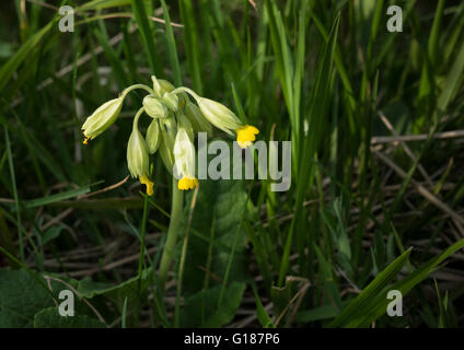 Primula veris (floraison) cowslips au début de mai dans l'Est de l'Angleterre Banque D'Images