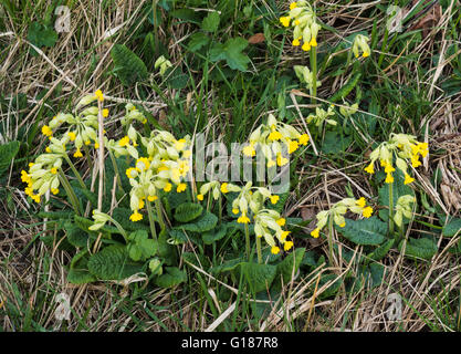 Primula veris (floraison) cowslips au début de mai dans l'Est de l'Angleterre Banque D'Images