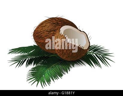Coco avec des feuilles. Vector illustration. Illustration de Vecteur