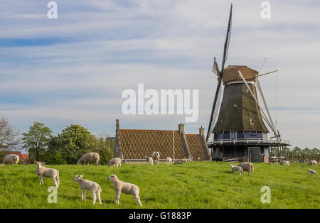 Moulin à vent et des moutons sur une digue à Medemblik, Holland Banque D'Images