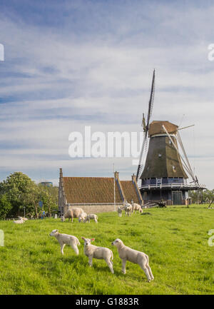 Moulin à vent et des moutons sur une digue à Medemblik, Holland Banque D'Images