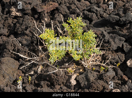 Le Zygophyllum fontanesii (uvilla de mar, raisin de mer), une usine qui tolèrent le sel qui pousse à proximité de la mer dans les îles Canaries Banque D'Images