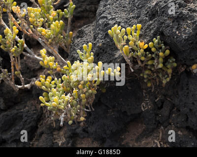 Zygophyllum fontanesii (uvilla de mar, raisin de mer), une plante halophile qui pousse près de la mer dans les îles Canaries, Palm Mar, Tenerife Banque D'Images