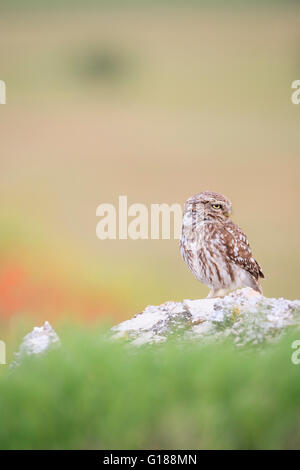 Chouette chevêche (Athene noctua) perchés sur des pierres. Lleida province. La Catalogne. L'Espagne. Banque D'Images