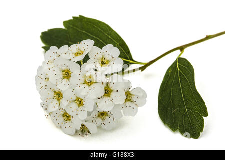 Fleurs de spirée (aguta) couronne de Brides, close-up, isolé sur fond blanc Banque D'Images