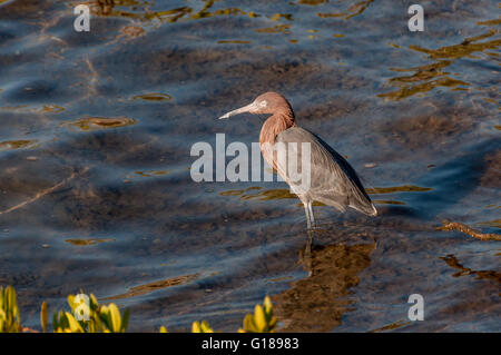 Vue de côté horizontal aigrette rougeâtre de patauger dans la baie de La Paz, un oiseau de la mer de Cortez / Cortes, Baja Sur, au Mexique, la lumière sur les yeux Banque D'Images