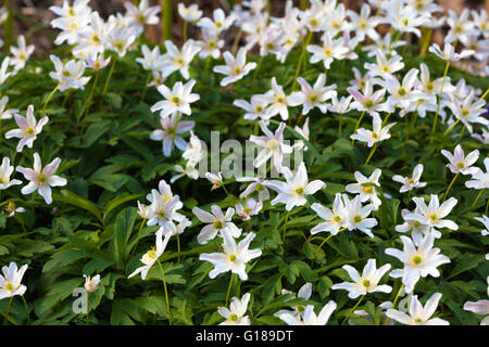 Anémone des bois (Anemone nemorosa), en fleurs, Kent, UK, au printemps. Banque D'Images