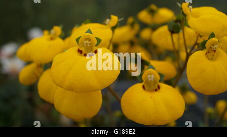 Le Calceolaria Close up of yellow flower également connu sous le nom de Lady's Slipper ou sac à main fleur Banque D'Images