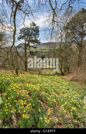 Au moment de la jonquille, Farndale Yorkshire du Nord. Maisons de l'église. Banque D'Images