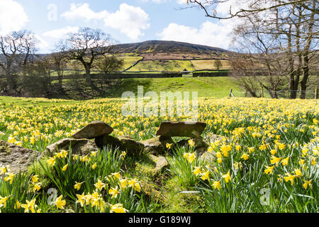 Au moment de la jonquille, Farndale Yorkshire du Nord. Maisons de l'église. Banque D'Images