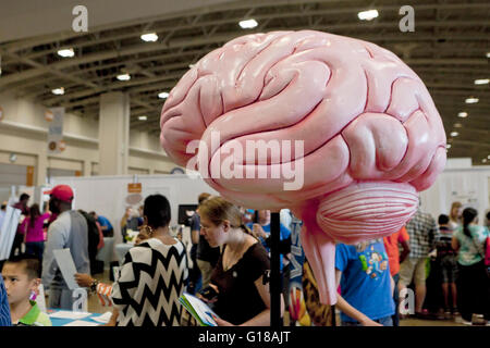 Modèle du cerveau humain à Foire nationale des sciences - Washington, DC USA Banque D'Images