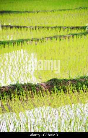 Les jeunes plants de riz dans les rizières sur l'île de Don Det, 4 000 îles, Laos Banque D'Images