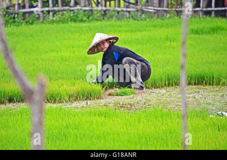 Un agriculteur prend des plants de riz à partir d'une pépinière pour la plantation dans une rizière, Don Det, 4 000 îles, Mékong, Laos Banque D'Images