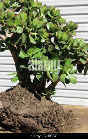 Crassula ovata Close up ou Jade plant prêt à être planté dans le sol Banque D'Images