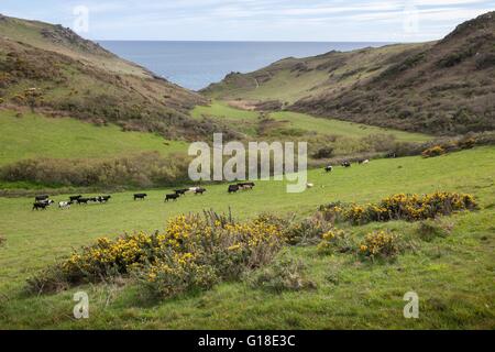 Vaches et moutons près de Soar Mill Cove, Devon, Angleterre. Banque D'Images