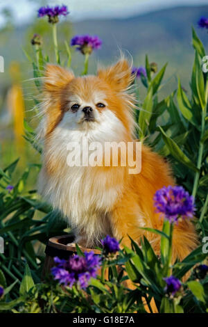 -Cheveux long Pomeranian assis parmi les fleurs Banque D'Images