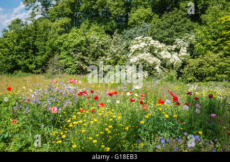 Des fleurs sur le pourtour d'une prairie de fleurs sauvages dans la région de Buckland Monachorum Yelverton Devon Banque D'Images