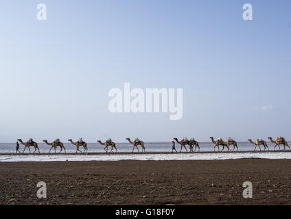 Caravanes de chameaux transportant des blocs de sel dans la région Afar, dépression Danakil, Dallol, Ethiopie Banque D'Images