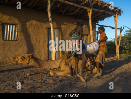 Les hommes de la tribu Afar loading un chameau en face d'une maison, région Afar, Ethiopie, Afambo Banque D'Images