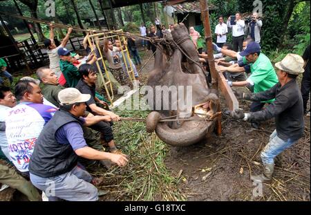 Bandung, Indonésie. Le 11 mai, 2016. Les bénévoles essaient de déplacer Yani, a 37 ans, l'éléphant de Sumatra (Elephas maximus Sumatranus), au Zoo de Bandung, Java ouest, Indonésie, le 11 mai 2016. L'absence de vétérinaires et sanitaires minimales au Zoo de Bandung Park faire un vieil éléphant Sumatra près de la mort. Credit : Ramdani/Xinhua/Alamy Live News Banque D'Images