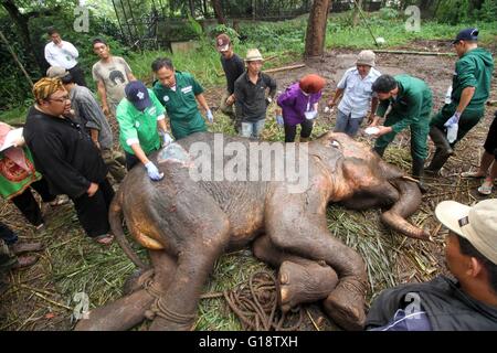 Bandung, Indonésie. Le 11 mai, 2016. Les bénévoles se préparent à aller de Yani, a 37 ans, l'éléphant de Sumatra (Elephas maximus Sumatranus), au Zoo de Bandung, Java ouest, Indonésie, le 11 mai 2016. L'absence de vétérinaires et sanitaires minimales au Zoo de Bandung Park faire un vieil éléphant Sumatra près de la mort. Credit : Ramdani/Xinhua/Alamy Live News Banque D'Images