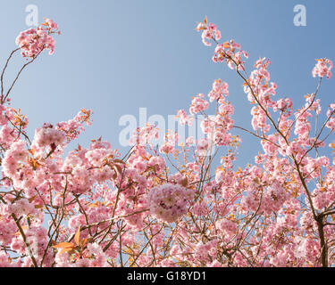 Stirlingshire, Scotland, UK - 11 mai 2016 : Royaume-Uni - une autre belle journée de printemps ensoleillée dans Stirlingshire, avec un ciel bleu, fleur de cerisier et des températures bien au-dessus de la moyenne pour cette période de l'année Crédit : Kay Roxby/Alamy Live News Banque D'Images