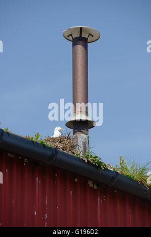 Le Goéland argenté, Larus argentatus, la nidification sur un bâtiment abandonné, Aberystwyth, Pays de Galles, Royaume-Uni Banque D'Images