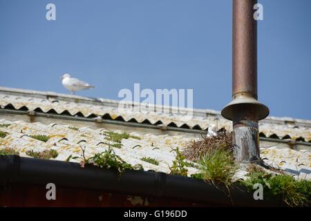 Goélands harengs, Larus argentatus nichant dans un bâtiment abandonné, Aberystwyth, Pays de Galles, Royaume-Uni Banque D'Images