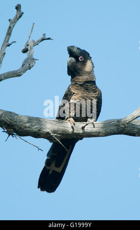 Carnaby's ou le cacatoès noir (Calyptorhynchus latirostris) Tumblebugs Woodland, Australie occidentale en voie de disparition Banque D'Images