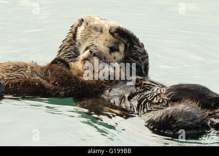 La Loutre De Mer De Caliner Bebe Avec Sa Mere A Morro Bay Photo Stock Alamy