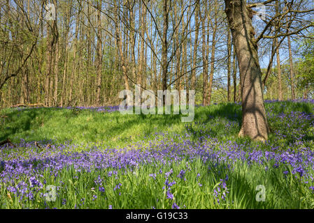 Un affichage des jacinthes dans un bois à Etherow country park sur une journée de printemps ensoleillée. Banque D'Images