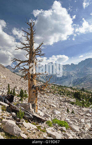 Arbre généalogique de pins morts dans les montagnes de la Sierra Nevada Banque D'Images