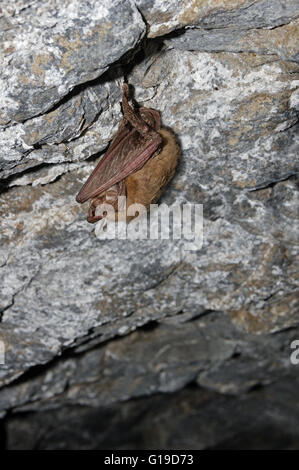 Townsends grande chauve-souris dormir dans une mine pendant du plafond Banque D'Images