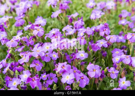 Close up of purple fleurs d'un jardin en fleurs Aubrieta Banque D'Images