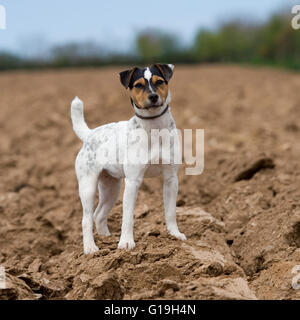 Jack Russell de travail Banque D'Images