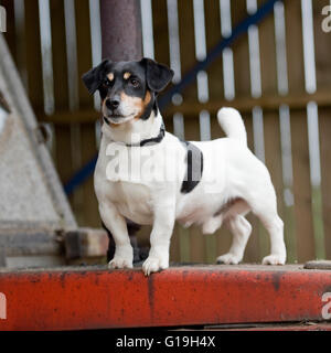 jack russell terrier dans une ferme Banque D'Images