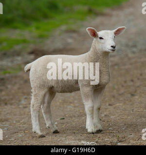 Mouton agneau Banque D'Images