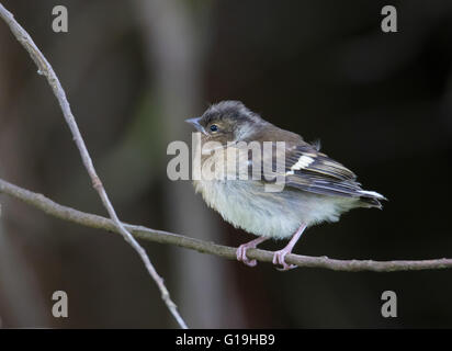 Common Chaffinch (juvénile) (Fringilla coelebs) Banque D'Images